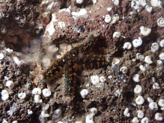 Coscinasterias tenuispina