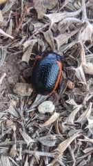 Chrysolina sanguinolenta