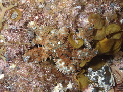 Coscinasterias tenuispina
