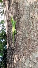 Anolis equestris
