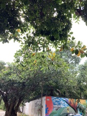 Ficus natalensis