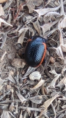 Chrysolina sanguinolenta