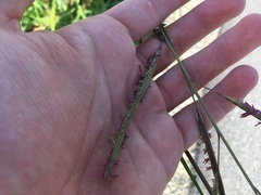 Sporobolus michauxianus