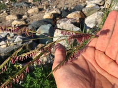 Sporobolus michauxianus