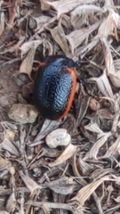 Chrysolina sanguinolenta