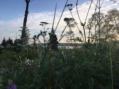 Ligusticum scothicum