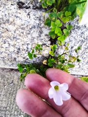 Oxalis incarnata