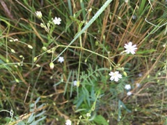 Stellaria graminea