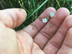 Stellaria graminea