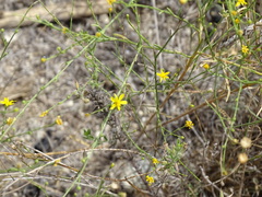Gutierrezia texana