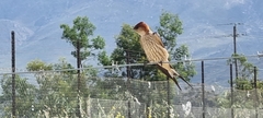 Cecropis cucullata