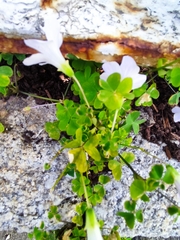 Oxalis incarnata