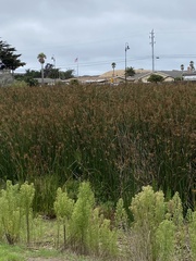 Schoenoplectus californicus