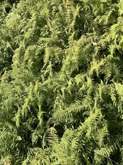 Dennstaedtia punctilobula