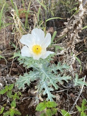Argemone glauca
