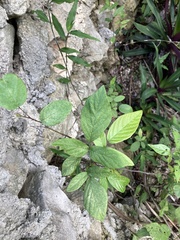 Centrosema pubescens