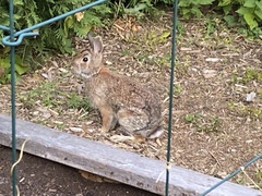 Sylvilagus floridanus