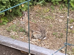 Sylvilagus floridanus