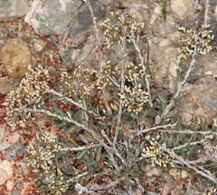 Eriogonum microtheca simpsonii