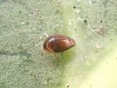 Sericoderus