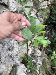 Centrosema pubescens