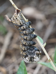 Acherontia atropos