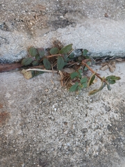 Euphorbia ophthalmica