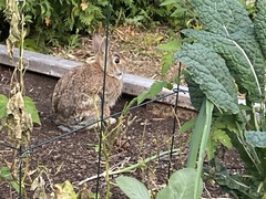 Sylvilagus floridanus