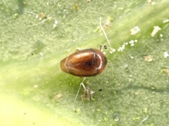 Sericoderus