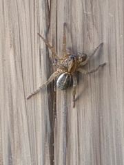 Trochosa