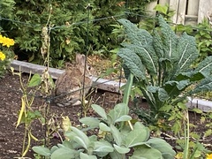 Sylvilagus floridanus