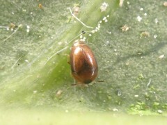 Sericoderus
