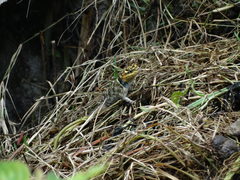 Sceloporus serrifer