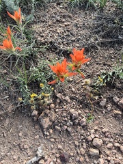 Castilleja integra