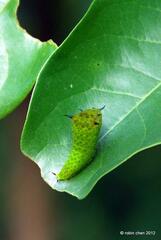 Graphium agamemnon agamemnon