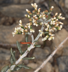 Eriogonum microtheca simpsonii