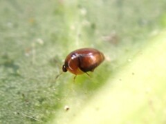 Sericoderus