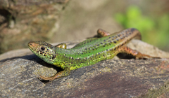 Lacerta schreiberi