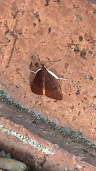 Uresiphita