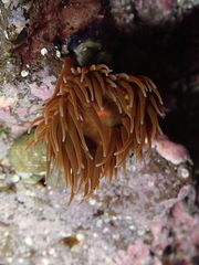 Anemonia sargassensis