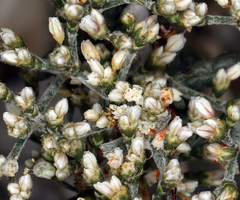 Eriogonum microtheca simpsonii