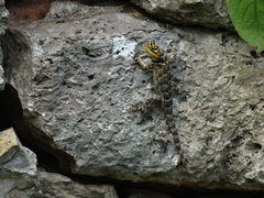 Sceloporus serrifer