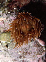 Anemonia sargassensis