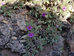 Tiquilia mexicana
