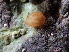 Tricolia pullus