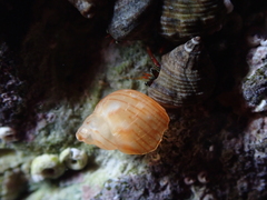 Tricolia pullus
