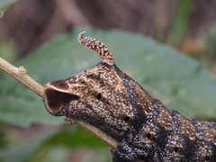 Acherontia atropos