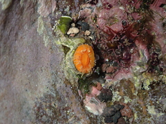 Balanophyllia regia