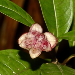 Psychotria urbaniana