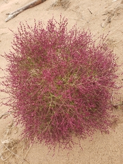 Cycloloma atriplicifolium